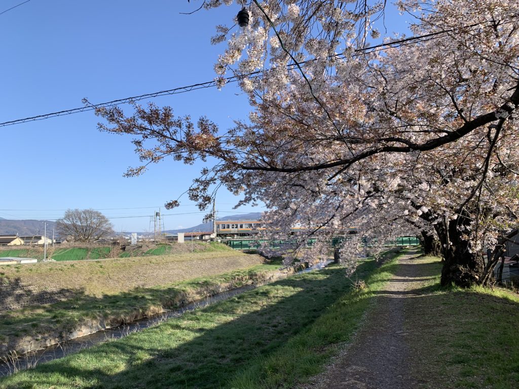 桜と電車と富士山(横河川岡谷)