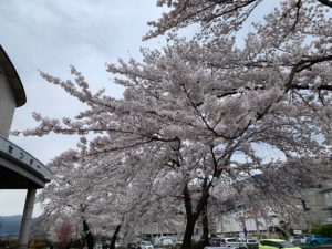 桜諏訪湖間欠泉センタ